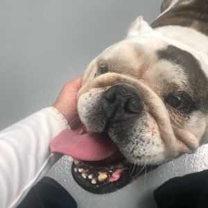 Meet your Posher, Priscilla